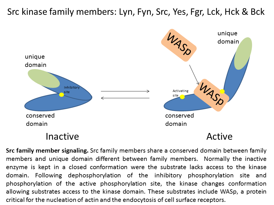 Src Kinase Diagram