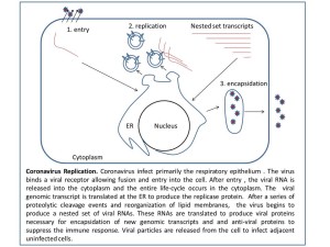 Coronavirus Diagram