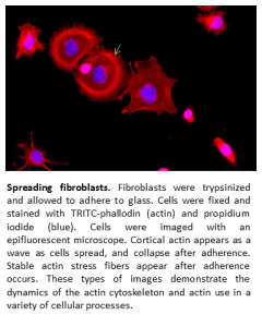 Microscopy